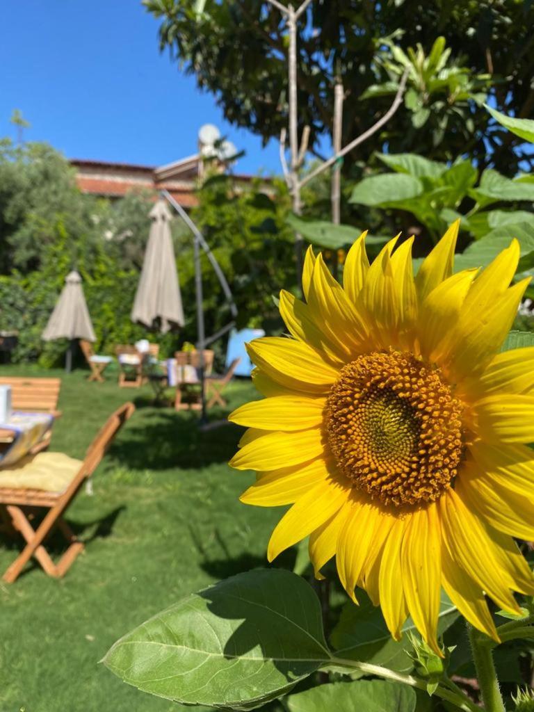 Lemon-Ada Butik Otel Kusadası Eksteriør billede